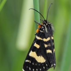 Phalaenoides tristifica at Coree, ACT - 20 Nov 2018 07:26 AM