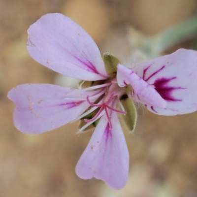 Pelargonium australe (Austral Stork's-bill) at Coree, ACT - 7 Jan 2019 by KenT