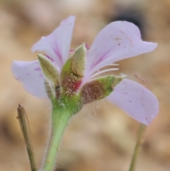 Pelargonium australe at Coree, ACT - 7 Jan 2019