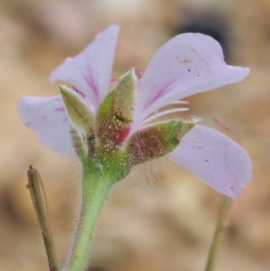 Pelargonium australe at Coree, ACT - 7 Jan 2019