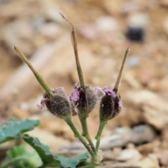 Pelargonium australe at Coree, ACT - 7 Jan 2019 11:19 AM