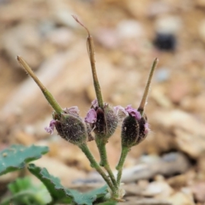 Pelargonium australe at Coree, ACT - 7 Jan 2019 11:19 AM