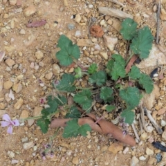 Pelargonium australe at Coree, ACT - 7 Jan 2019