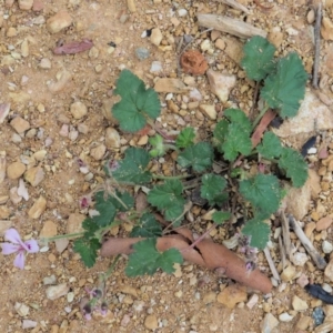 Pelargonium australe at Coree, ACT - 7 Jan 2019 11:19 AM