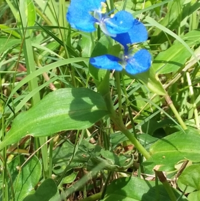 Commelina cyanea (Scurvy Weed) at Bawley Point Bushcare - 30 Jan 2019 by GLemann