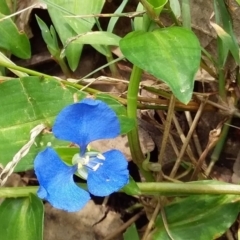 Commelina cyanea at SCC Site 6 Bawley Pt - end of Rd behind porta loo at carpark) - 30 Jan 2019
