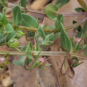 Lysimachia arvensis at Coree, ACT - 7 Jan 2019 11:43 AM