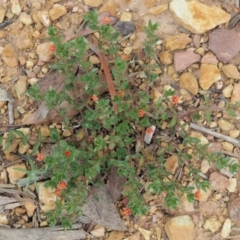 Lysimachia arvensis at Coree, ACT - 7 Jan 2019 11:43 AM