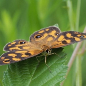 Heteronympha cordace at Coree, ACT - 7 Jan 2019