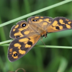 Heteronympha cordace at Coree, ACT - 7 Jan 2019