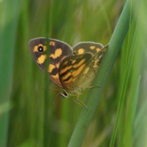 Heteronympha cordace at Coree, ACT - 7 Jan 2019