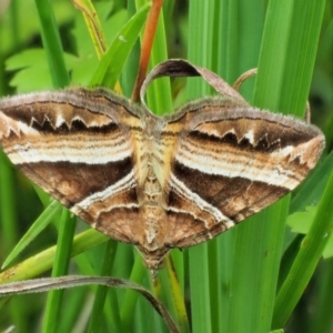 Chrysolarentia conifasciata at Coree, ACT - 7 Jan 2019