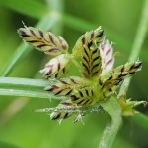 Cyperus sanguinolentus at Coree, ACT - 20 Nov 2018