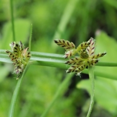 Cyperus sanguinolentus at Coree, ACT - 20 Nov 2018