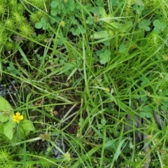 Cyperus sanguinolentus at Coree, ACT - 20 Nov 2018