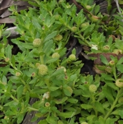 Centipeda elatinoides at Coree, ACT - 7 Jan 2019