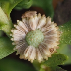 Centipeda elatinoides at Coree, ACT - 7 Jan 2019