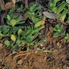 Centipeda elatinoides at Coree, ACT - 7 Jan 2019