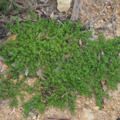 Centipeda elatinoides at Coree, ACT - 7 Jan 2019 11:28 AM