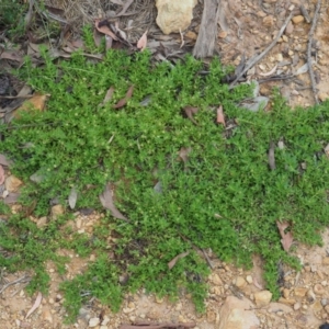 Centipeda elatinoides at Coree, ACT - 7 Jan 2019