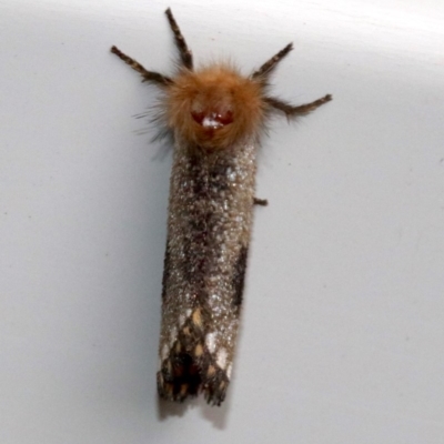 Epicoma contristis (Yellow-spotted Epicoma Moth) at Ainslie, ACT - 28 Jan 2019 by jb2602