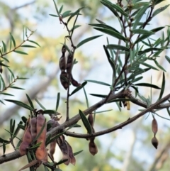 Acacia siculiformis (Dagger Wattle) at Booth, ACT - 13 Jan 2019 by KenT