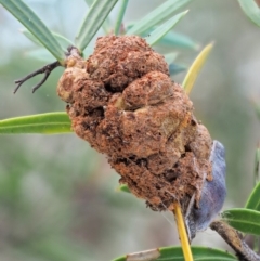 Uromycladium tepperianum s.lat. (Acacia gall rust) at Booth, ACT - 13 Jan 2019 by KenT