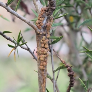 Uromycladium tepperianum s.lat. at Booth, ACT - 14 Jan 2019