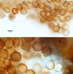 Uromycladium tepperianum s.lat. at Booth, ACT - 14 Jan 2019