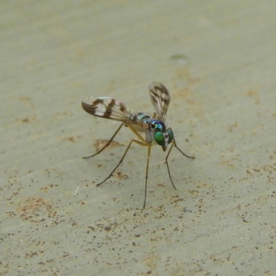 Heteropsilopus ingenuus (A long-legged fly) at Jerrabomberra Wetlands - 28 Jan 2019 by MatthewFrawley
