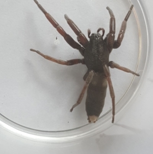 Lampona sp. (genus) at Isaacs, ACT - 30 Jan 2019