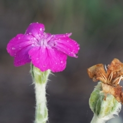 Silene coronaria (Rose Champion) at Namadgi National Park - 20 Jan 2019 by KenT