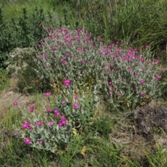 Silene coronaria at Namadgi National Park - 21 Jan 2019