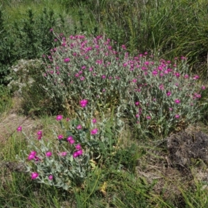 Silene coronaria at Namadgi National Park - 21 Jan 2019