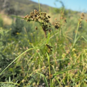 Scirpus polystachyus at Booth, ACT - 21 Jan 2019 08:26 AM