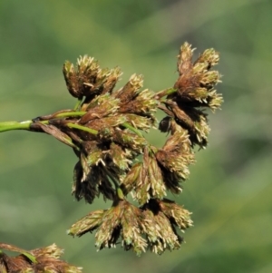 Scirpus polystachyus at Booth, ACT - 21 Jan 2019