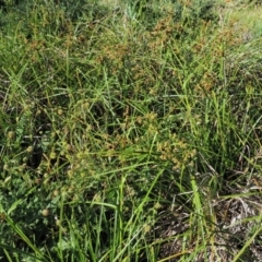 Scirpus polystachyus at Booth, ACT - 21 Jan 2019