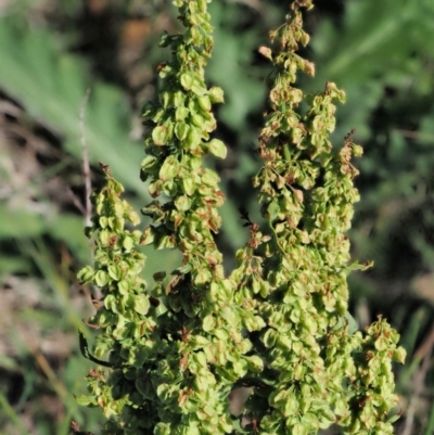 Rumex crispus (Curled Dock) at Booth, ACT - 20 Jan 2019 by KenT