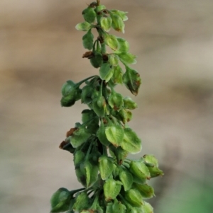 Rumex crispus at Booth, ACT - 21 Jan 2019 07:56 AM