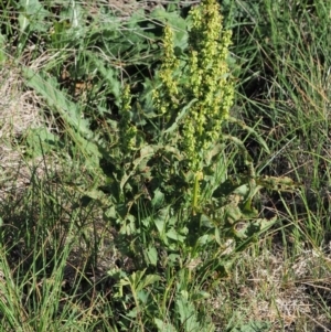 Rumex crispus at Booth, ACT - 21 Jan 2019 07:56 AM