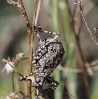 Acripeza reticulata (Mountain Katydid) at Booth, ACT - 21 Jan 2019 by KenT