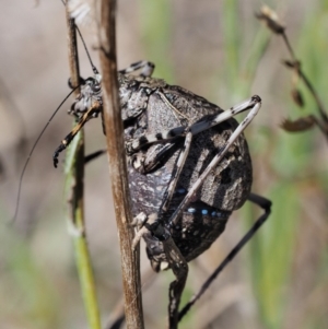 Acripeza reticulata at Booth, ACT - 21 Jan 2019 08:58 AM