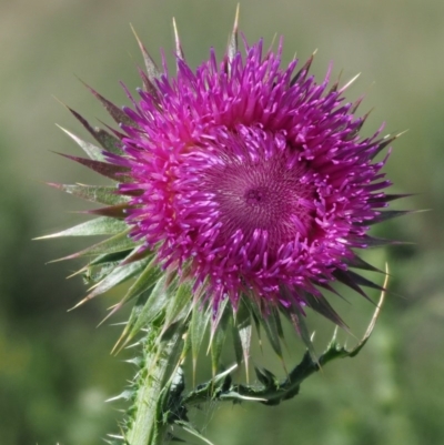 Carduus nutans (Nodding Thistle) at Booth, ACT - 20 Jan 2019 by KenT