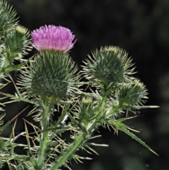 Cirsium vulgare (Spear Thistle) at Booth, ACT - 20 Jan 2019 by KenT