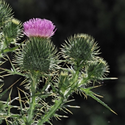 Cirsium vulgare (Spear Thistle) at Booth, ACT - 21 Jan 2019 by KenT