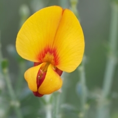 Mirbelia oxylobioides (Mountain Mirbelia) at Booth, ACT - 14 Jan 2019 by KenT