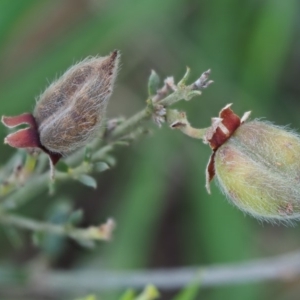 Mirbelia oxylobioides at Booth, ACT - 14 Jan 2019