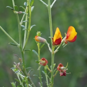 Mirbelia oxylobioides at Booth, ACT - 14 Jan 2019