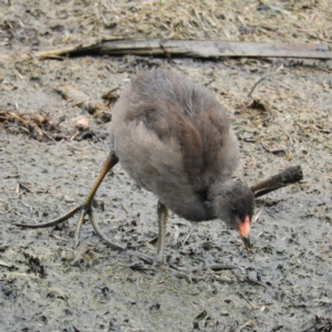 Gallinula tenebrosa at Fyshwick, ACT - 28 Jan 2019