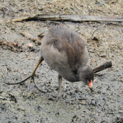 Gallinula tenebrosa (Dusky Moorhen) at Fyshwick, ACT - 28 Jan 2019 by MatthewFrawley